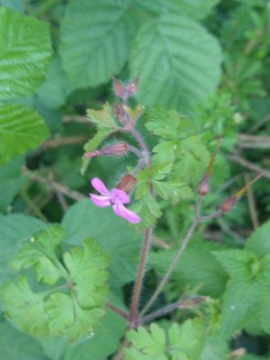 photo of Herb Robert