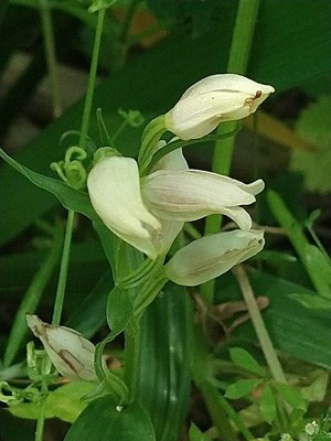 photo of White Helleborine