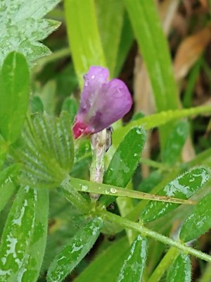 photo of Common Vetch