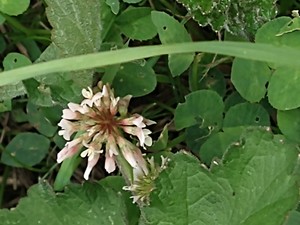 photo of White Clover