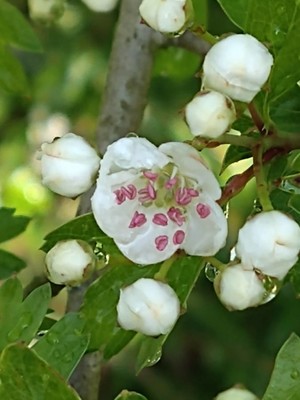 photo of Midland Hawthorn