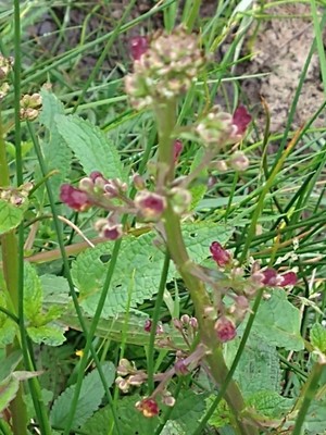 photo of Water Figwort