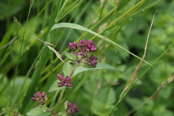 photo of Wild Marjoram