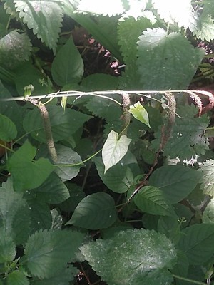 photo of Pendulous Sedge