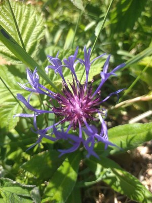 photo of Perennial Cornflower