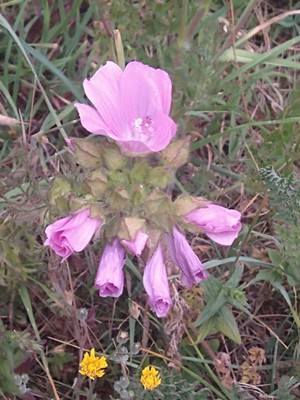 photo of Musk Mallow