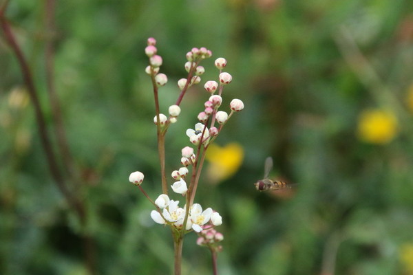 photo of Dropwort
