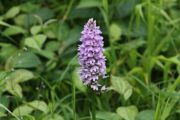 photo of Common Spotted Orchid