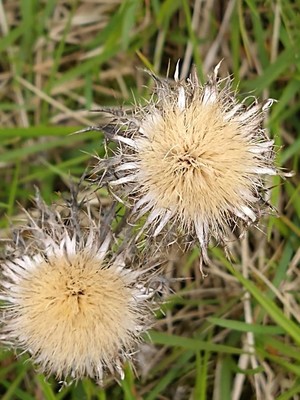 photo of Carline Thistle