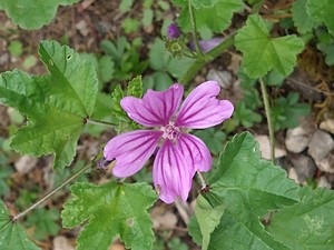 photo of Common Mallow