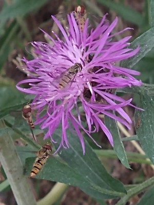 photo of Brown Knapweed