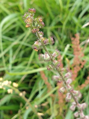 photo of Agrimony