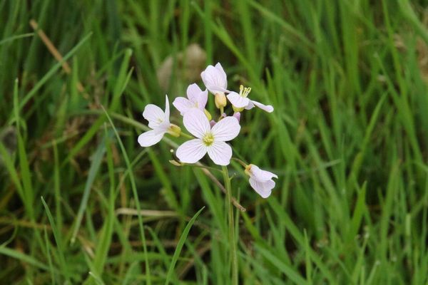 photo of Cuckoo Flower