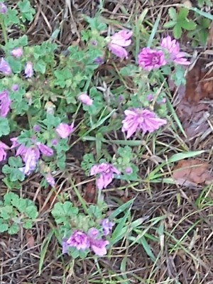 photo of Dove's Foot Crane's Bill