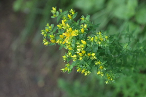 photo of Perforate St. John's Wort