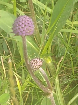 photo of Devil's Bit Scabious