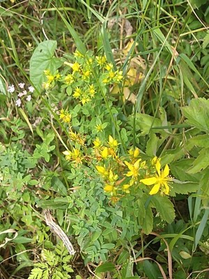 photo of Perforate St. John's Wort