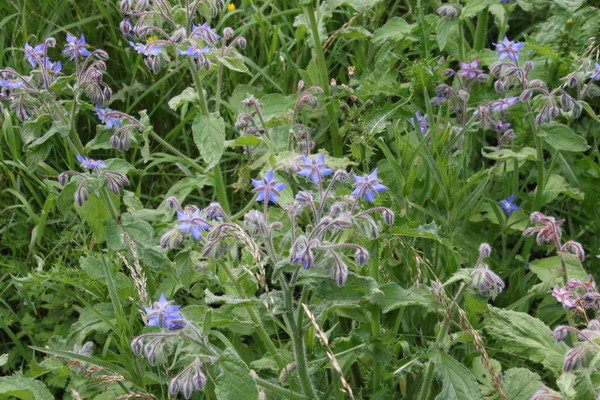 photo of Borage