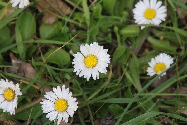 photo of Daisy