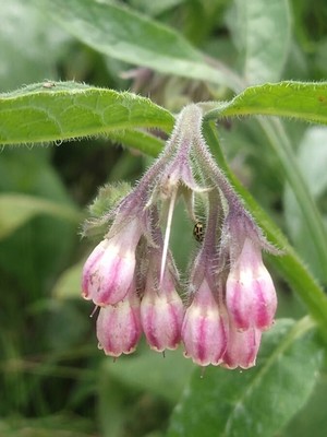 photo of Common Comfrey