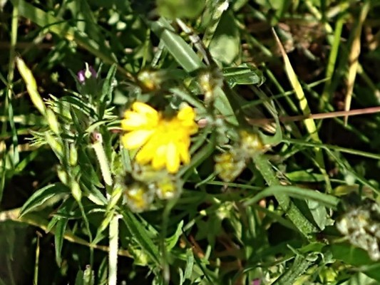 photo of Smooth Hawk's Beard