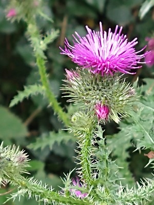 photo of Plumeless Thistle