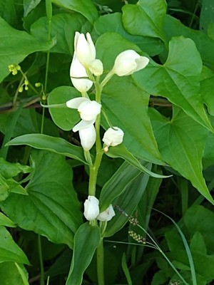 photo of White Helleborine