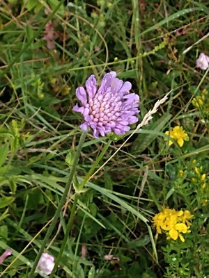 photo of Field Scabious
