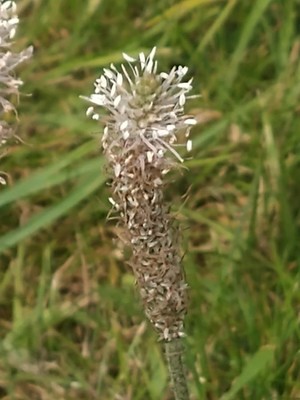 photo of Hoary Plantain