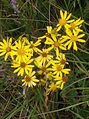 photo of Ragwort