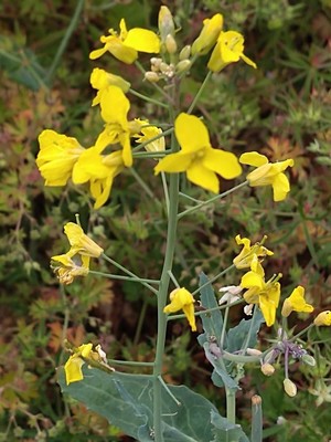 photo of Rapeseed