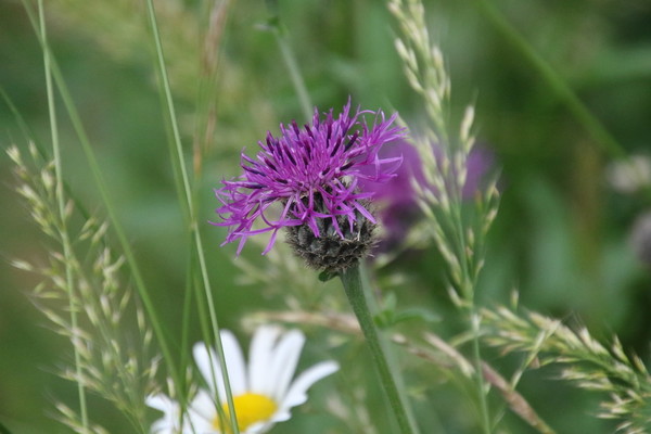 photo of Greater Knapweed