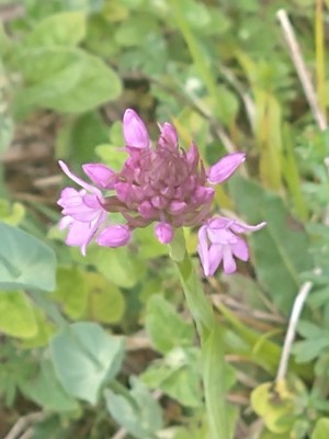 photo of Pyramidal Orchid