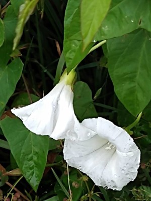 photo of Hedge Bindweed