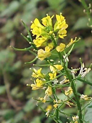 photo of Common Winter Cress
