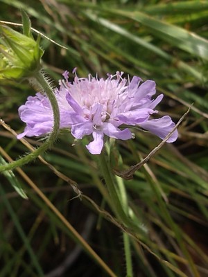 photo of Field Scabious