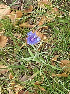 photo of Cornflower