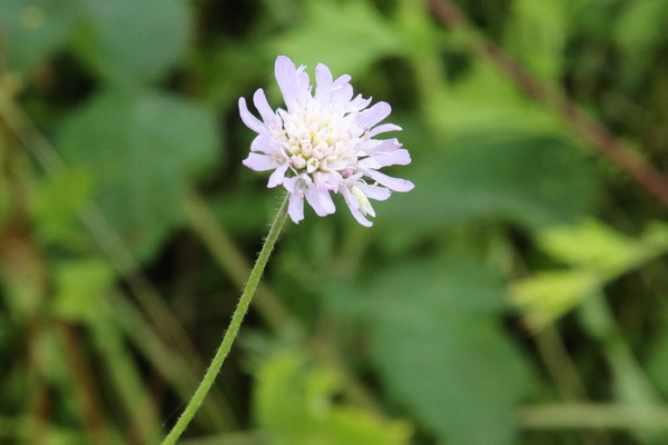 photo of Field Scabious