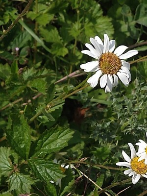 photo of Oxeye Daisy