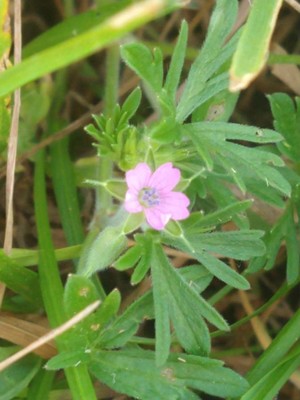 photo of Cut Leaved Crane's Bill