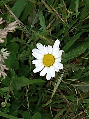 photo of Oxeye Daisy
