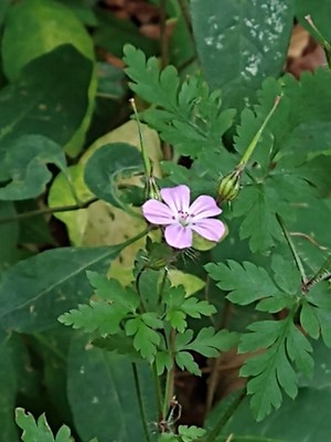 photo of Herb Robert