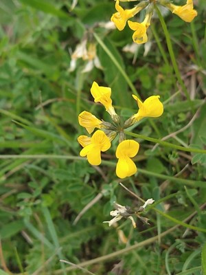 photo of Horseshoe Vetch