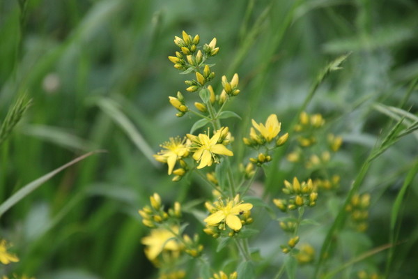 photo of Hairy St John's Wort