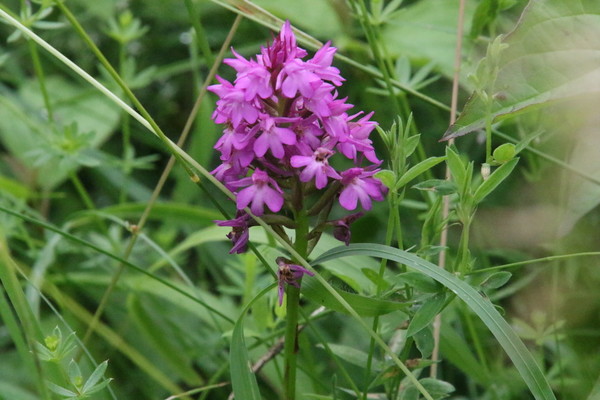 photo of Pyramidal Orchid