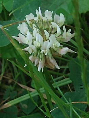 photo of White Clover