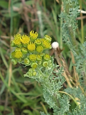 photo of Ragwort