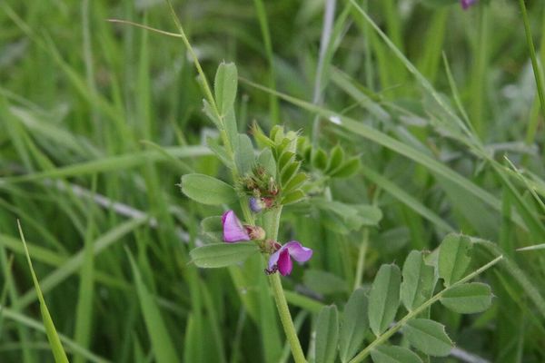photo of Common Vetch