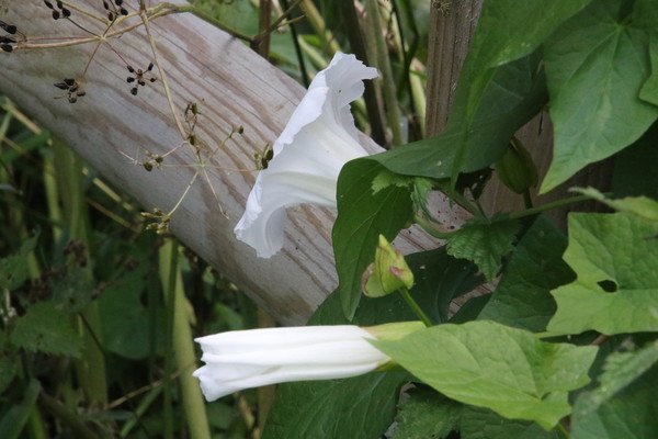 photo of Large Bindweed