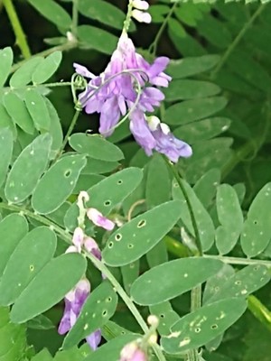 photo of Tufted Vetch